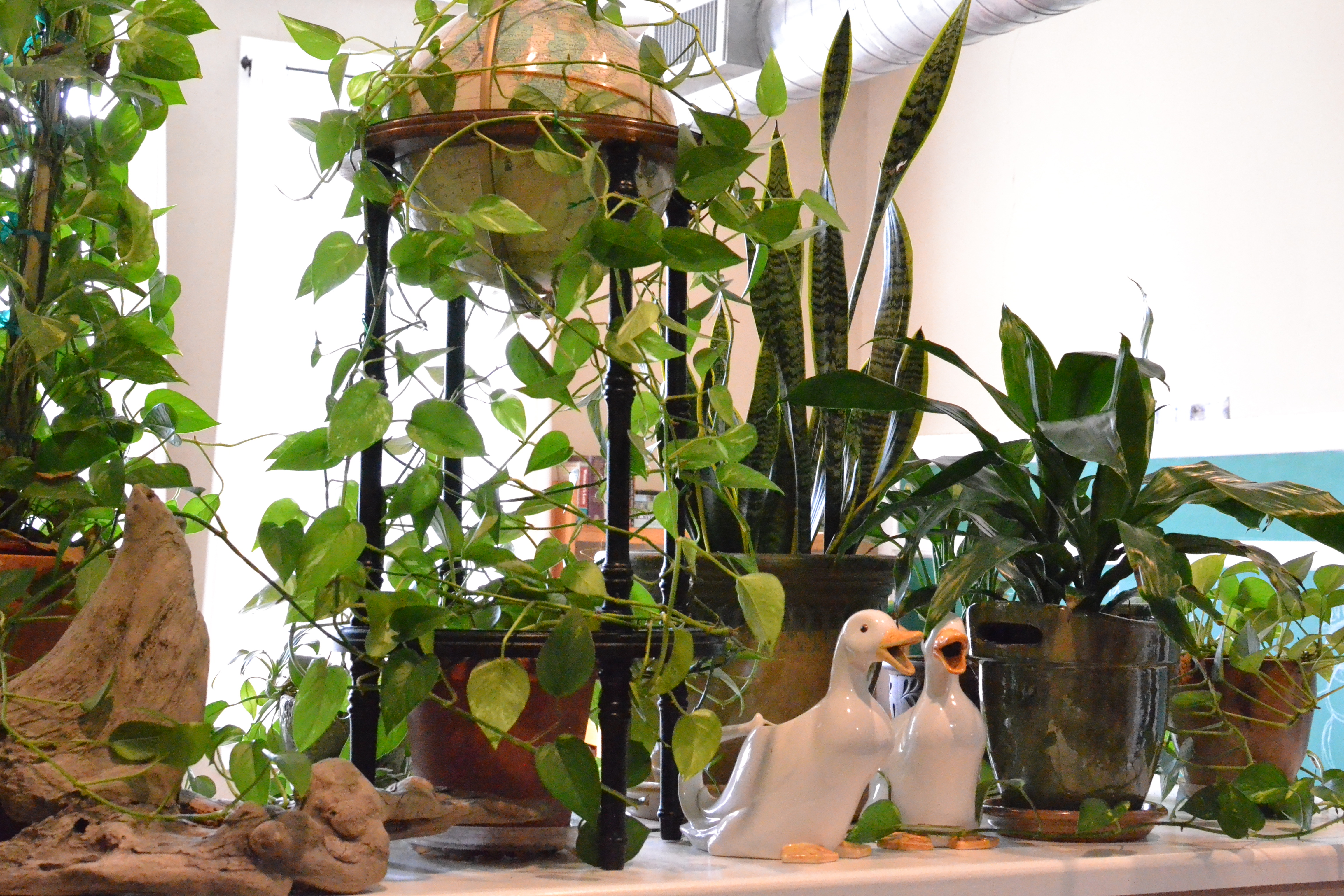 Arranging Indoor Plants Little Paths So Startled